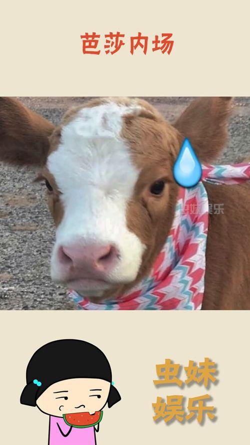 娱乐吃瓜酱名字